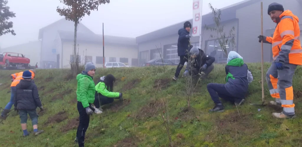 Einpflanzung der Hecken