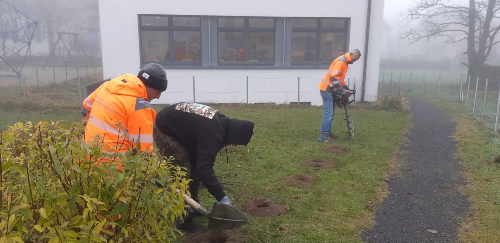 Einpflanzung der Hecken