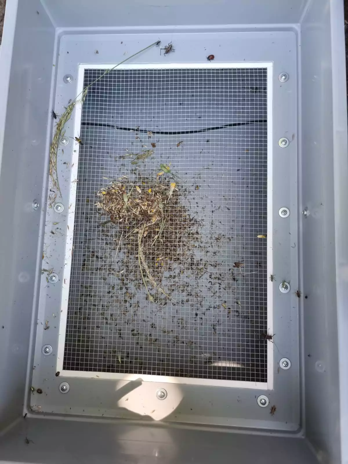 Insektenchecks für eine bienenfreundliche Region