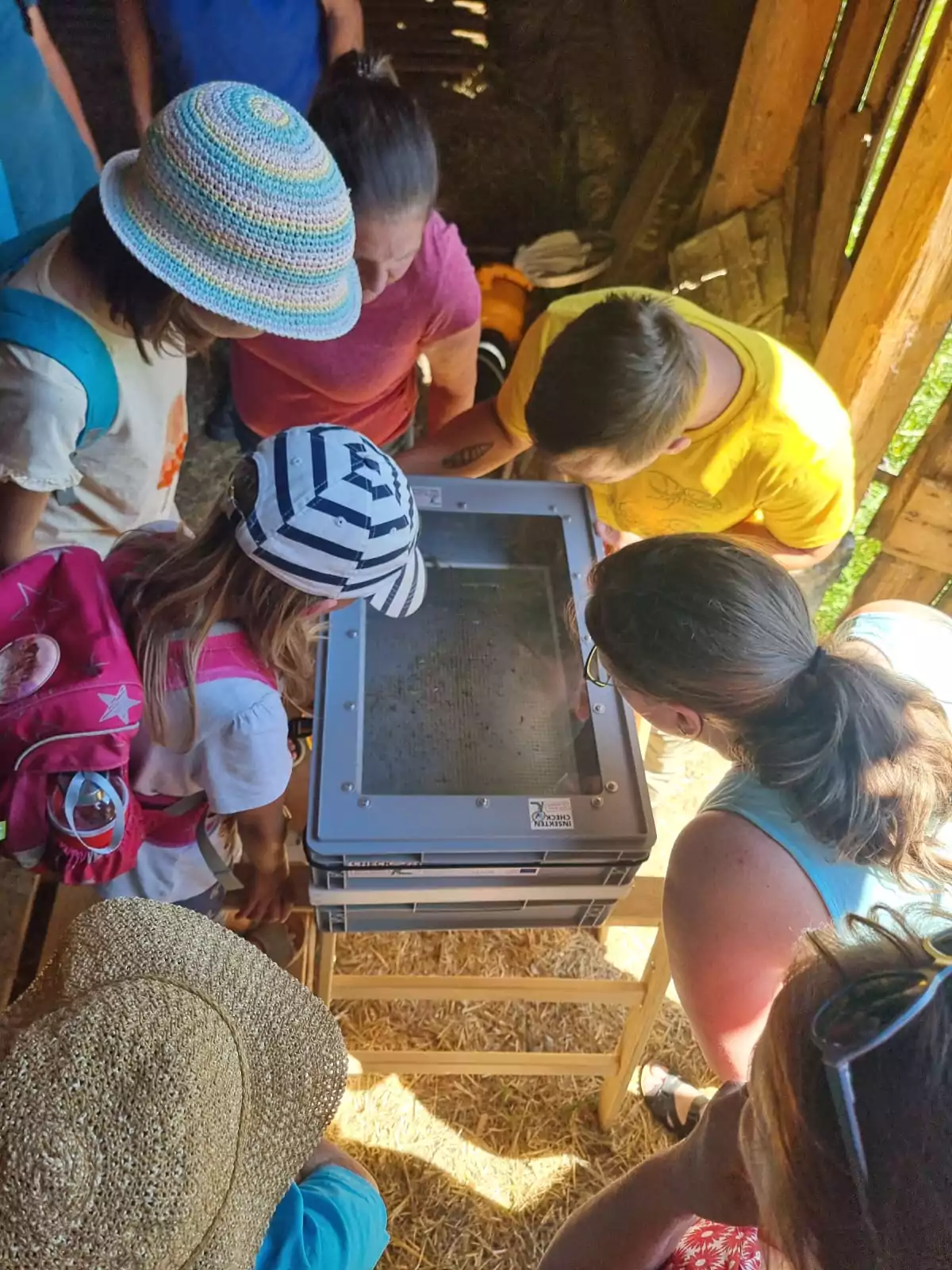 Insektenchecks für eine bienenfreundliche Region