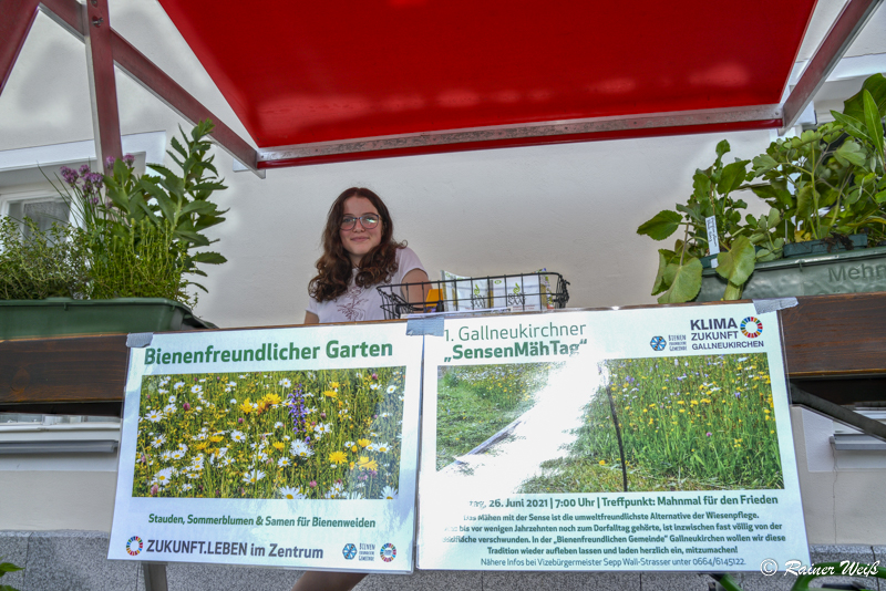 Bienenfreundlicher Garten - KlimaChallenge 2021