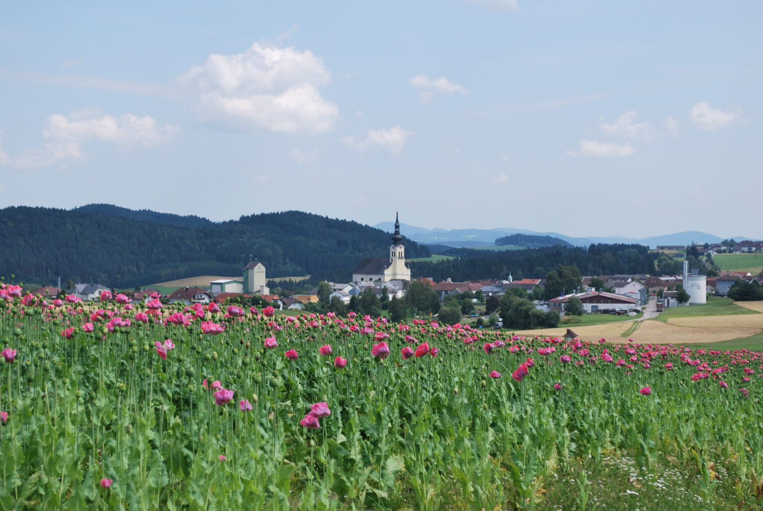 Mohnblumen Reichenthal