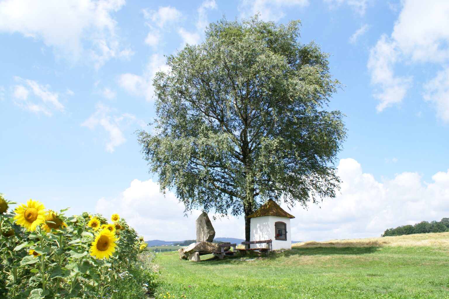 Sonnenblumen Haibach