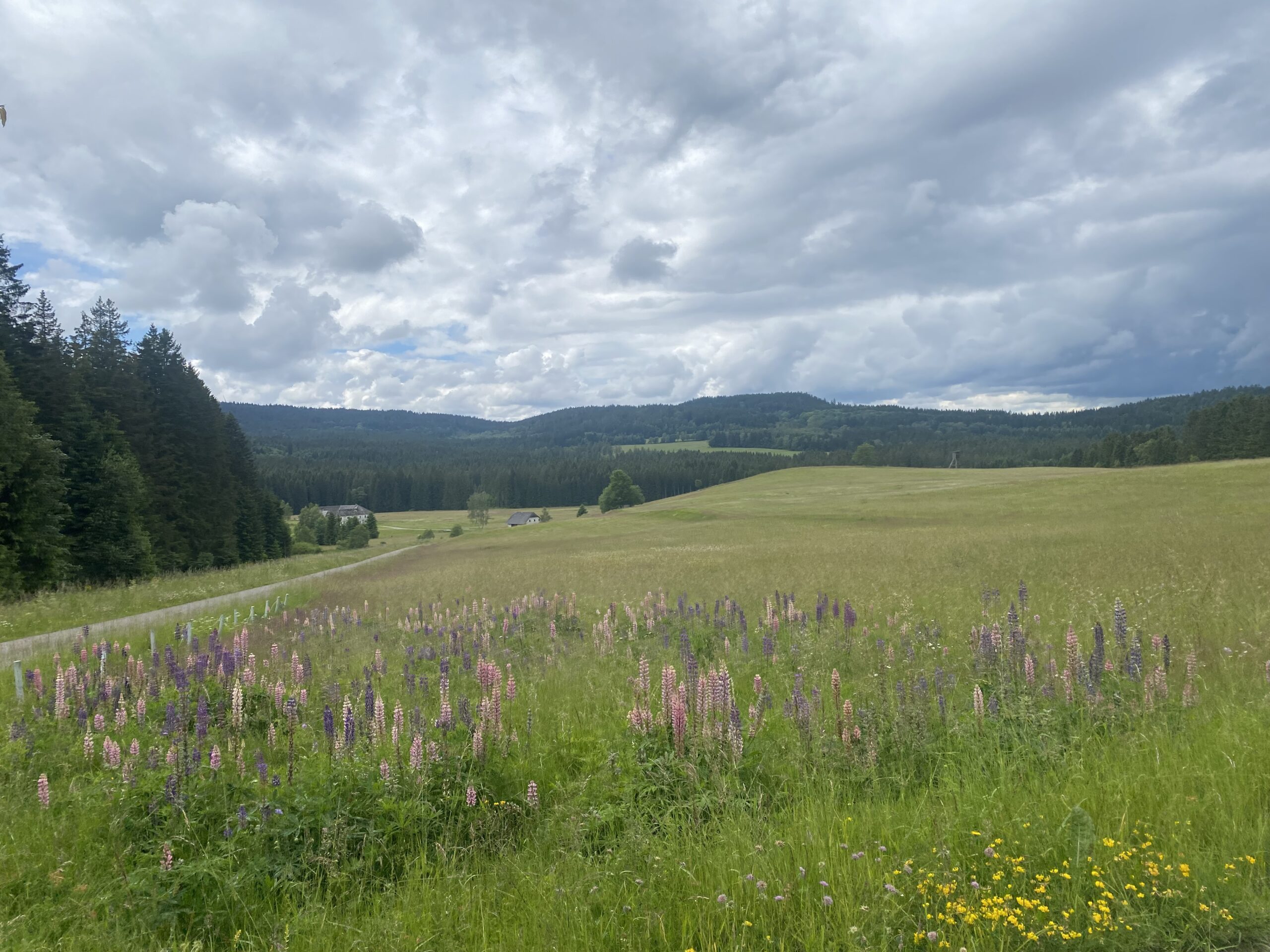 NEOPHYTEN IN UNSERER REGION – HANDELN STATT ZUSCHAUEN